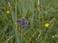 Maculinea alcon 39, Gentiaanblauwtje, Saxifraga-Jan Nijendijk