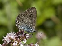 Maculinea arion 21, Tijmblauwtje, Saxifraga-Willem van Kruijsbergen