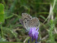 Maculinea arion 25, Tijmblauwtje, Saxifraga-Kars Veling