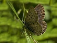 Maculinea arion 1, Tijmblauwtje, female, Saxifraga-Jan van der Straaten