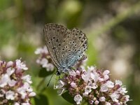 Maculinea arion 18, Tijmblauwtje, Saxifraga-Willem van Kruijsbergen