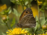 Maniola jurtina 102, male, Bruin zandoogje, Saxifraga-Marijke Verhagen