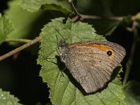 Maniola jurtina 104, Bruin zandoogje, Saxifraga-Marijke Verhagen