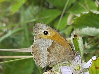 Butterfly Meadow brown (Maniola jurtina) on Blackberry flower (Rubus sp.)  Butterfly Meadow brown (Maniola jurtina) on Blackberry flower (Rubus sp.) : butterfly, Meadow brown, Maniola jurtina, Blackberry, raspberry, Rubus sp., flower, flowers, insect, wildlife, single animal, animal, wing, wings, backside, nature, natural, food, feeding, honey, outside, outdoor, outdoors, summer, summertime, nobody, no people, flora, floral, plant, brown