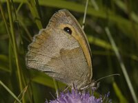 Maniola jurtina 15, Bruin zandoogje, female, Saxifraga-Marijke Verhagen
