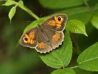 Maniola jurtina 23, Bruin zandoogje, female, Saxifraga-Marijke Verhagen