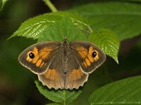 Maniola jurtina 25, Bruin zandoogje, female, Saxifraga-Marijke Verhagen