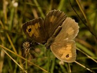 Maniola jurtina 26, Bruin zandoogje, female, Saxifraga-Jan van der Straaten