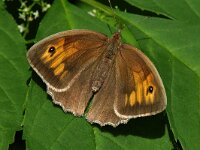 Maniola jurtina 27, Bruin zandoogje, female, Saxifraga-Jan van der Straaten