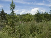 Maniola jurtina 30, Bruin zandoogje, habitat, F, Isere, Gresse-en- Vercors, La Ville, Saxifraga-Marijke Verhagen