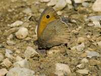 Maniola jurtina 33, Bruin zandoogje, male, Saxifraga-Jan van der Straaten