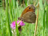 Maniola jurtina 34, Bruin zandoogje, male, Vlinderstichting-Henk Bosma