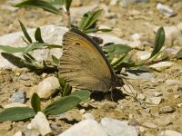 Maniola jurtina 36, Bruin zandoogje, male, Saxifraga-Jan van der Straaten