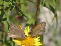 Maniola jurtina 43, Bruin zandoogje, Saxifraga-Jan van der Straaten