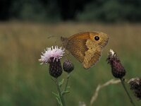 Maniola jurtina 47, Bruin zandoogje, Vlinderstichting-Kars Veling