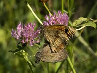 Maniola jurtina 5, Bruin zandoogje, Saxifraga-Marijke Verhagen