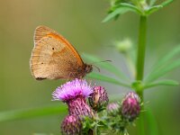 Maniola jurtina 59, Bruin zandoogje, Saxifraga-Rudmer Zwerver