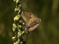 Maniola jurtina 6, Bruin zandoogje, Saxifraga-Jan van der Straaten