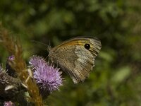 Maniola jurtina 65, Bruin zandoogje, female, Saxifraga-Marijke Verhagenn