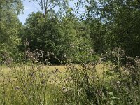 Maniola jurtina 66, Bruin zandoogje, habitat, NL, Noord-Brabant, Oirschot, De Mortelen, Saxifraga-Jan van der Straaten