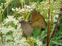 Maniola jurtina 7, Bruin zandoogje, Vlinderstichting-Henk Bosma