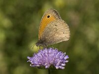 Maniola jurtina 70, Bruin zandoogje, Saxifraga-Willem van Kruijsbergen