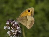 Maniola jurtina 71, Bruin zandoogje, Saxifraga-Willem van Kruijsbergen