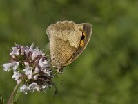 Maniola jurtina 72, Bruin zandoogje, Saxifraga-Willem van Kruijsbergen