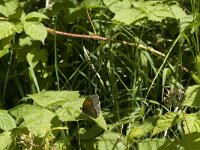 Maniola jurtina 76, Bruin zandoogje, Saxifraga-Jan van der Straaten