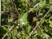 Maniola jurtina 78, Bruin zandoogje, Saxifraga-Jan van der Straaten