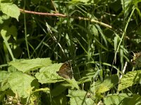 Maniola jurtina 81, Bruin zandoogje, Saxifraga-Jan van der Straaten