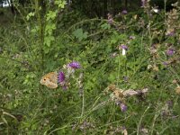 Maniola jurtina 84, Bruin zandoogje, Saxifraga-Jan van der Straaten