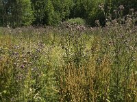 Maniola jurtina 87, Bruin zandoogje, habitat, NL, Noord-Brabant, Oirschot, De Mortelen, Saxifraga-Jan van der Straaten