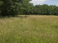 Maniola jurtina 88, Bruin zandoogje, habitat, NL, Noord-Brabant, Oirschot, De Mortelen, Saxifraga-Jan van der Straaten