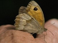 Maniola jurtina 9, Bruin zandoogje, Saxifraga-Marijke Verhagen