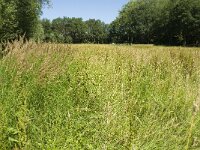 Maniola jurtina 92, Bruin zandoogje, habitat, NL, Noord-Brabant, Best, De Scheeken, Saxifraga-Jan van der Straaten