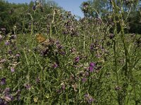Maniola jurtina 94, Bruin zandoogje, habitat, NL, Noord-Brabant, Oirschot, De Mortelen, Saxifraga-Jan van der Straaten