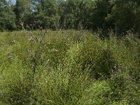 Maniola jurtina 96, Bruin zandoogje, habitat, NL, Noord-Brabant, Best, De Scheeken, Saxifraga-Jan van der Straaten