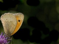 Maniola jurtina 99, Bruin zandoogje, Saxifraga-Jan van der Straaten