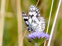 Melanargia galathea 123, Dambordje, Saxifraga-Bart Vastenhouw