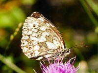 Melanargia galathea 130, Dambordje, Saxifraga-Joep Steur