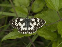 Melanargia galathea 41, Dambordje, male, Saxifraga-Jan van der Straaten