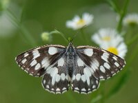 Melanargia galathea 56, Dambordje, Saxifraga-Arthur van Dijk