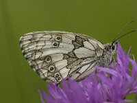 Melanargia galathea 76, Dambordje, Saxifraga-Willem van Kruijsbergen