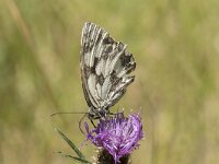 Melanargia galathea 94, Dambordje, Saxifraga-Willem van Kruijsbergen