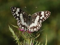 Melanargia larissa 4, Oostelijk dambordje, Vlinderstichting-Albert Vliegenthart