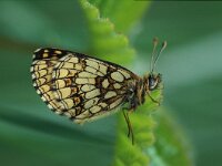 Melitaea athalia 11, Bosparelmoervlinder, Saxifraga-Robert Ketelaar