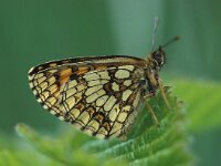 Melitaea athalia 14, Bosparelmoervlinder, Saxifraga-Robert Ketelaar