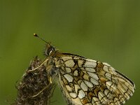 Melitaea athalia 16, Bosparelmoervlinder, Saxifraga-Marijke Verhagen