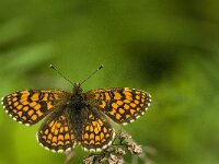 Melitaea athalia 36, Bosparelmoervlinder, Saxifraga-Jan van der Straaten